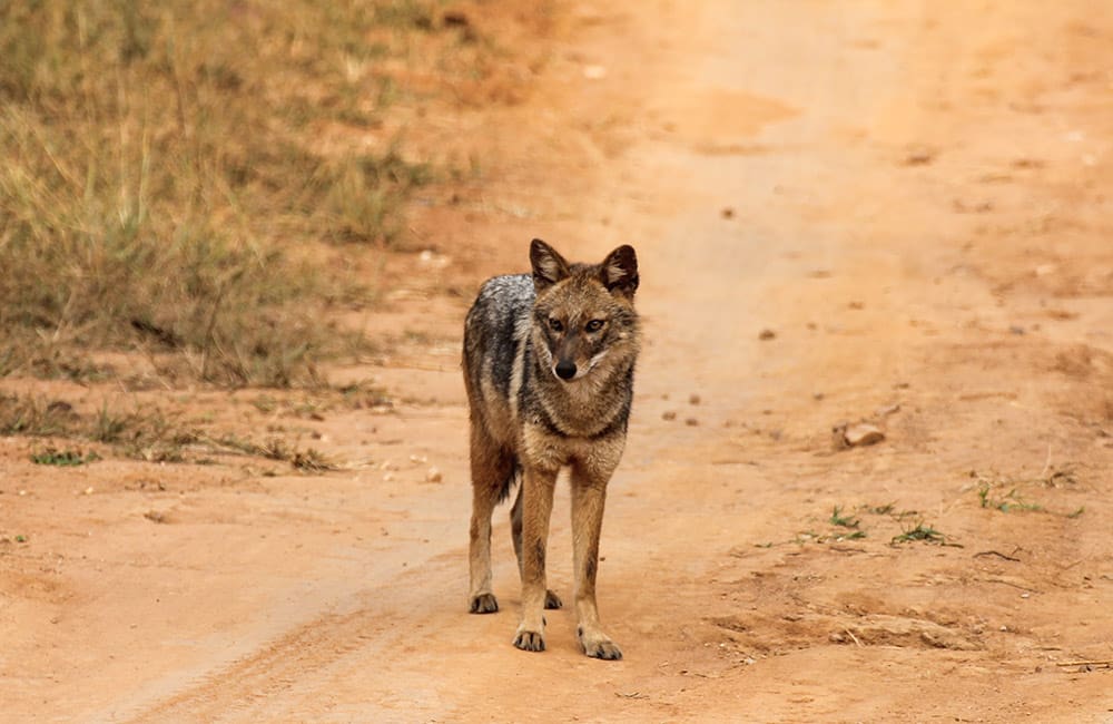 Van Vihar National Park | Among The Best Places to Visit in Bhopal Van Vihar National Park | Best Places to Visit in Bhopal