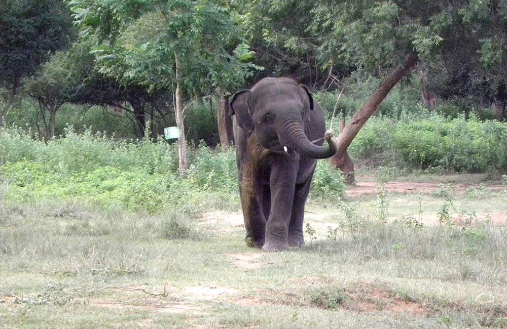 Places to Visit in Chennai 3 Arignar Anna Zoological Park