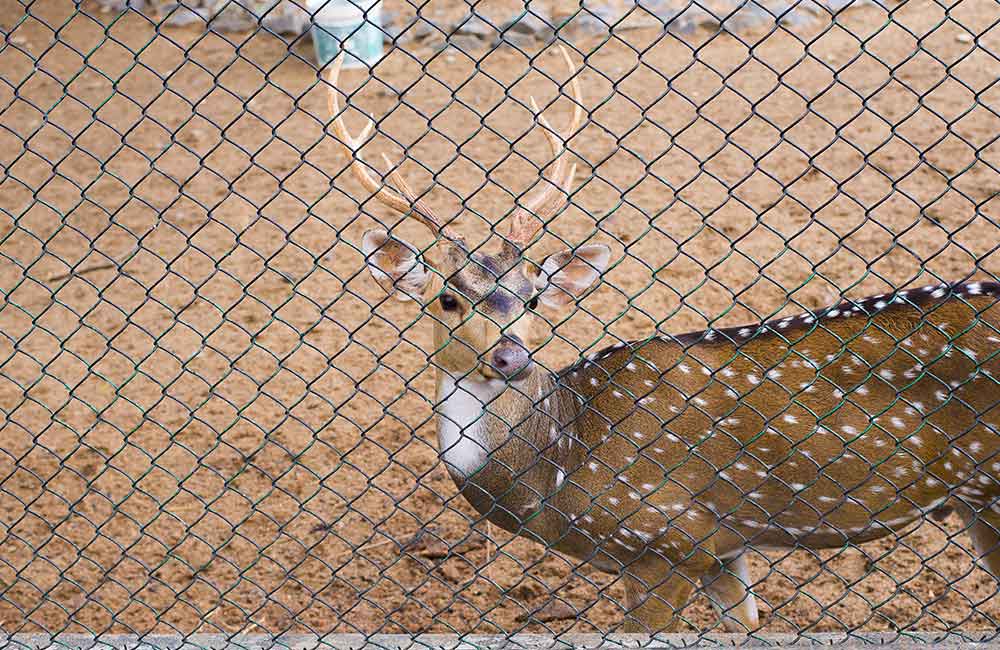 Guindy National Park | #9 of 15 Best Places to Visit in Chennai Guindy National Park, Chennai