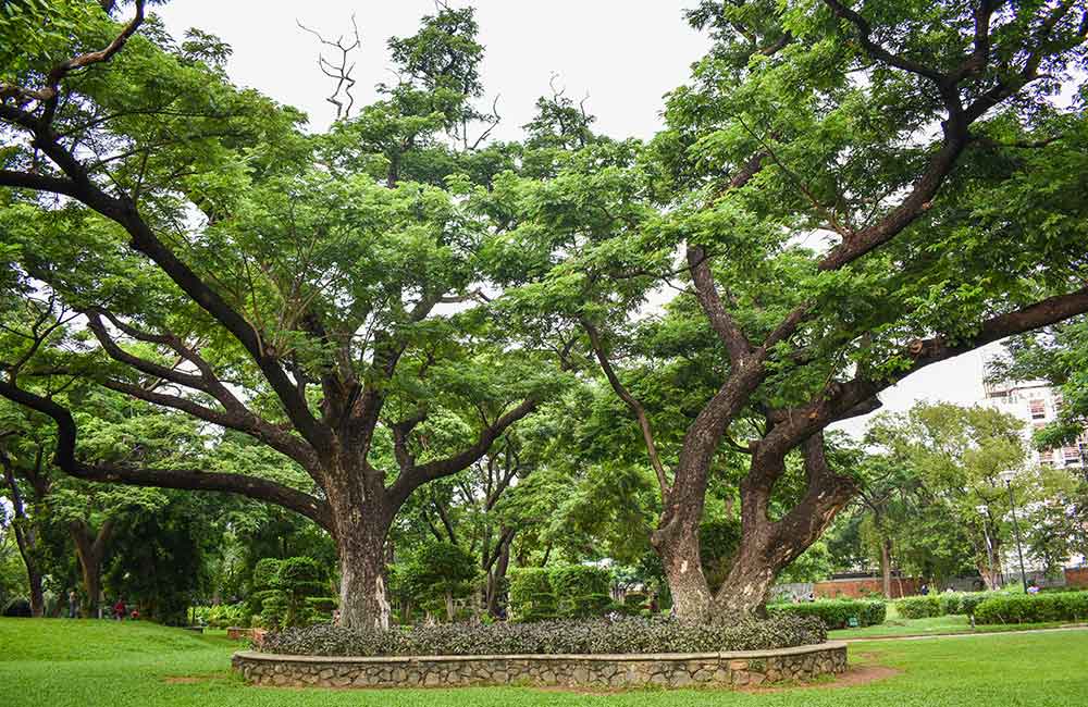 Semmozhi Poonga | #14 of 15 Best Places to Visit in Chennai Semmozhi Poonga, Chennai