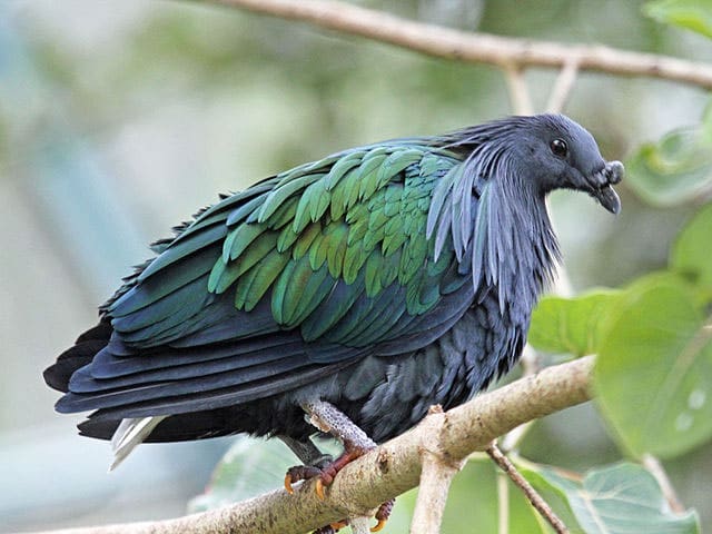 Campbell Bay National Park, Andaman and Nicobar Islands