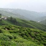 The Best Time to Visit Darjeeling