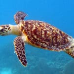 The Complete Guide to Landfall Island Wildlife Sanctuary, Andaman & Nicobar Islands