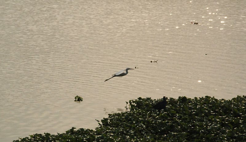10 Most Beautiful Lakes in Bangalore