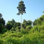 Complete Guide to Hoollongapar Gibbon Sanctuary, Assam