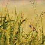 Top 5 Places to Visit in Begusarai