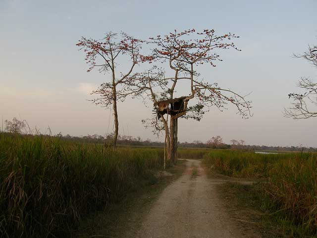 Top 5 National Parks In Assam