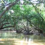 Kuruva Island: A Hidden Gem in Wayanad