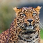 Palamau Tiger Reserve, Jharkhand