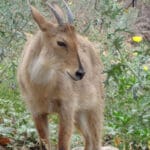 Malsi Deer Park, Dehradun 49 Malsi Deer Park, Dehradun