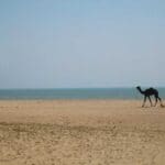 Top 10 Beaches In Gujarat