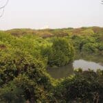 Mangalavanam Bird Sanctuary, Kochi
