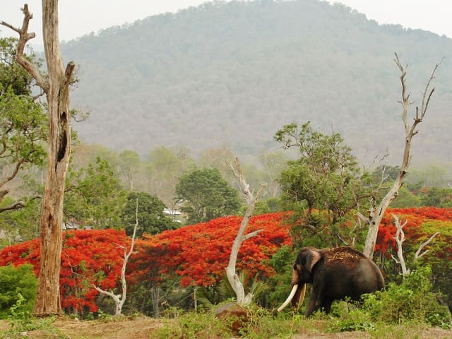 Top 5 National Parks In Tamil Nadu