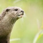 Complete Guide to Dibang Wildlife Sanctuary, Arunachal Pradesh