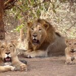 Sasan Gir National Park, Gujarat