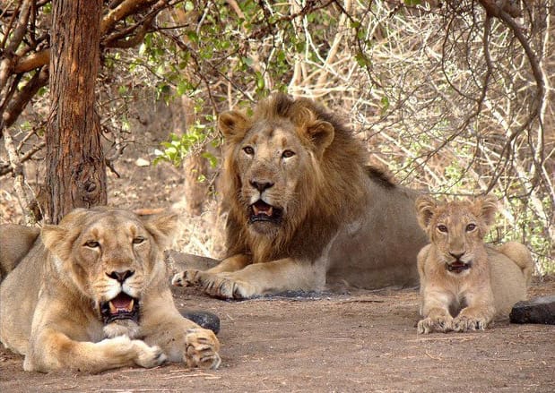 Sasan Gir National Park, Gujarat