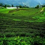 The Best Time to Visit Sikkim
