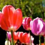 Tulip Garden, Kashmir