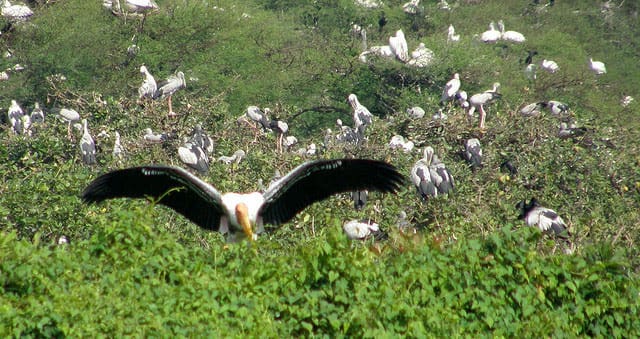 Vedanthangal Bird Sanctuary, Tamil Nadu